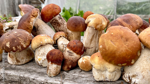 Autumn mushrooms. Popular porcini mushrooms on a wooden table