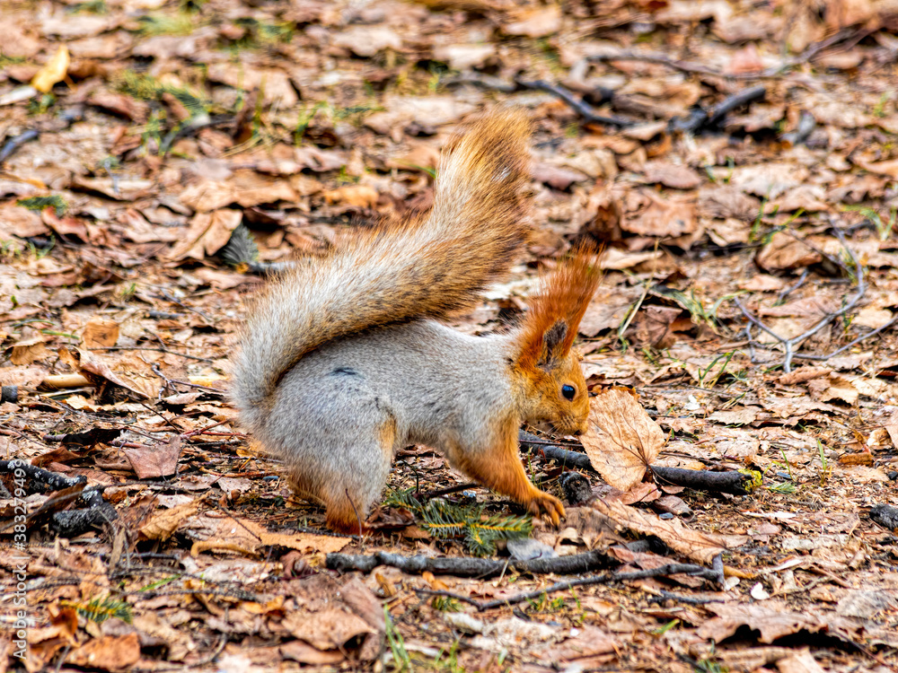 Cautious funny squirel serching for food Cautious funny squirel serching for food