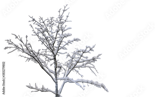 Twigs tree covered snow on a white background with space for text