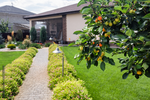 Apples on apple tree and Green area around a house. Modern Garden landscape design with  path. Green grass  lawns and shrubs.