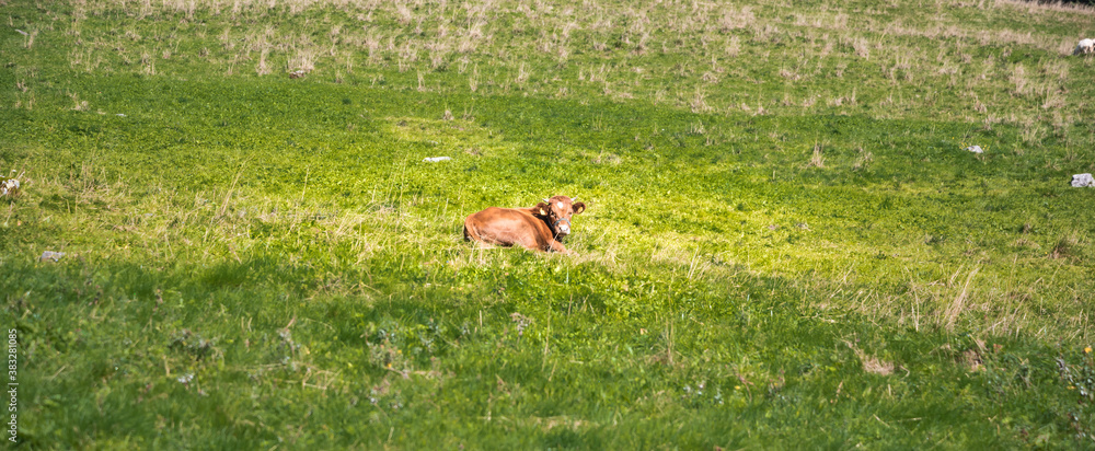 Young cattle on a green grass Young cattle on a green grass