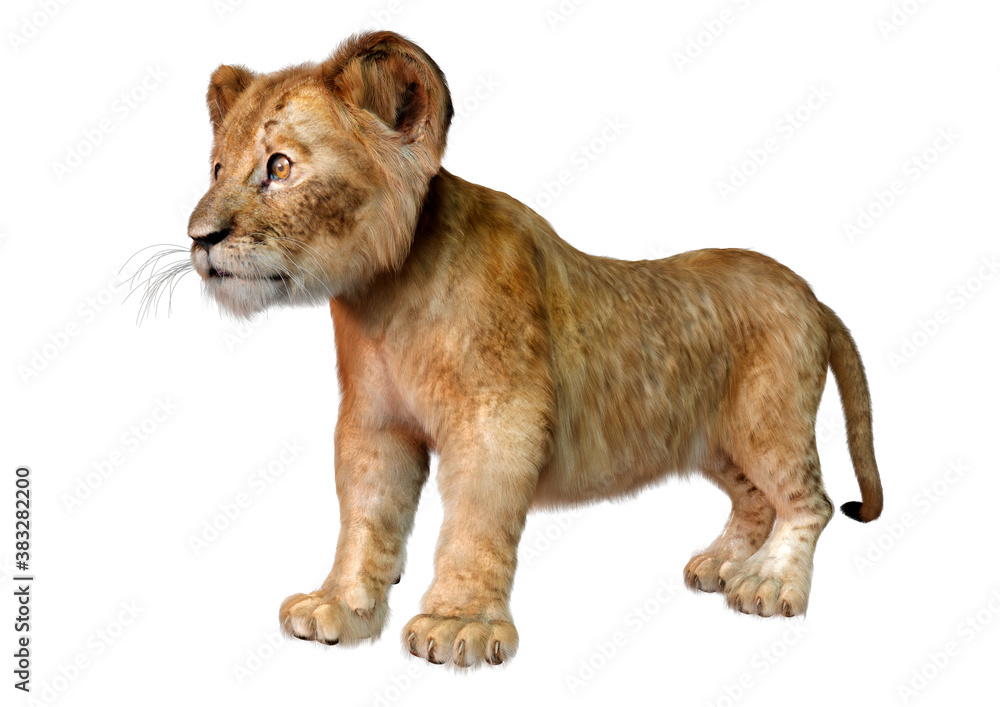 Obraz premium 3D Rendering Lion Cub on White