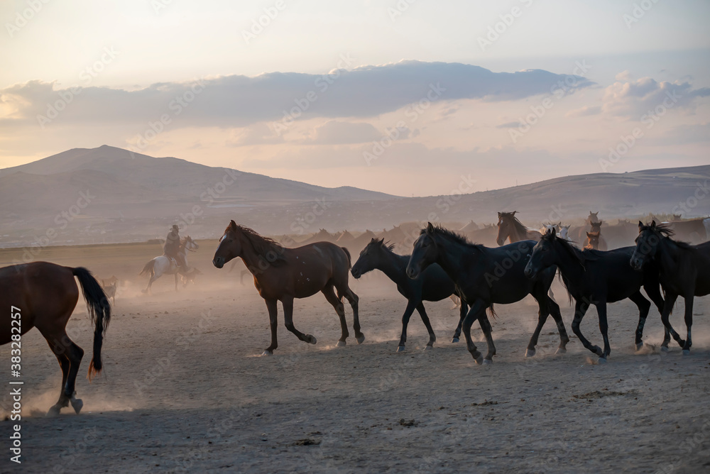 Wild horses run in foggy at sunset. Between Cappadocia and Kayseri, Turkey Wild horses run in foggy at sunset. Between Cappadocia and Kayseri, Turkey