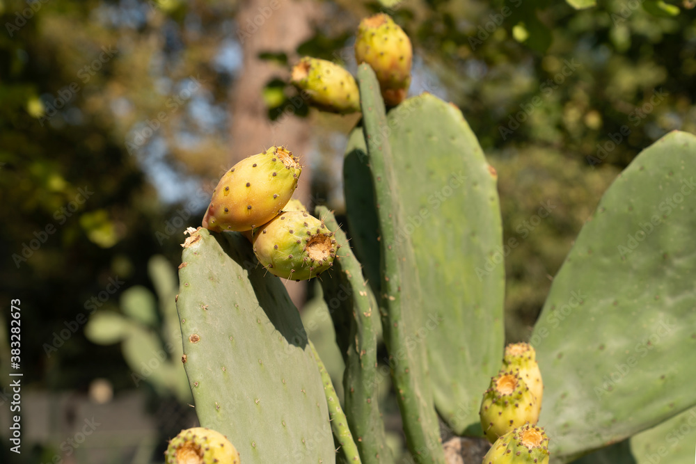 Prickly pear cactus (Opuntia, ficus-indica, Indian fig opuntia) with fruits Prickly pear cactus (Opuntia, ficus-indica, Indian fig opuntia) with fruits
