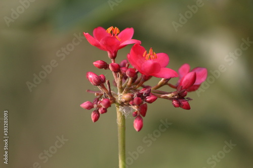 flower of a flower