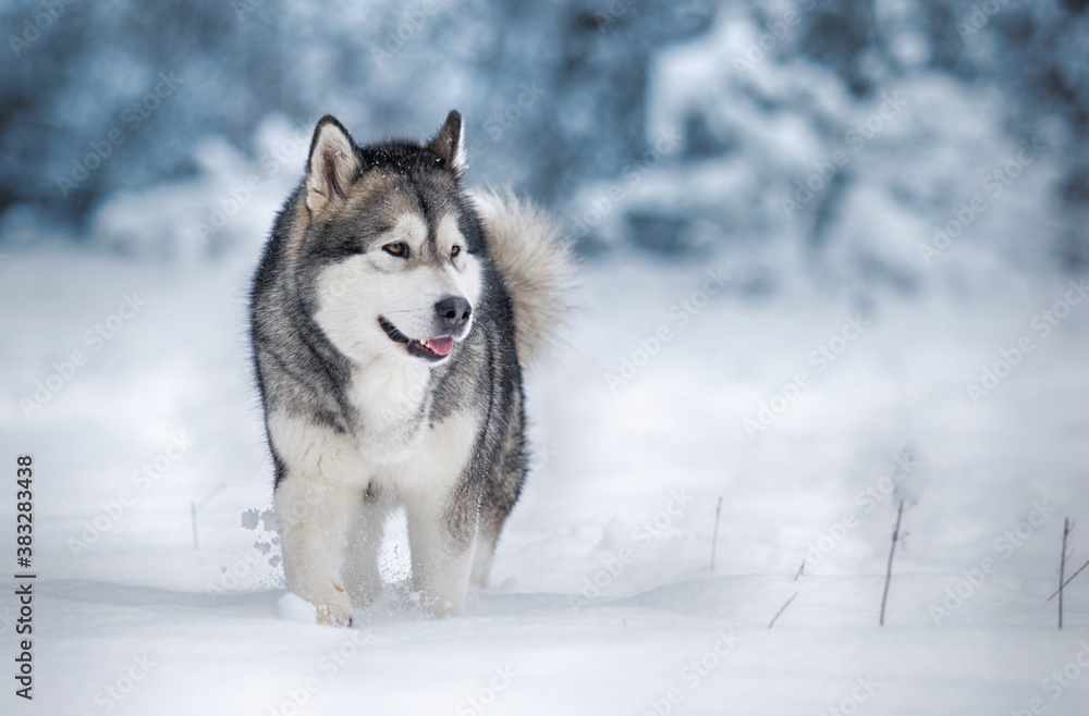 Naklejka premium dog alaskan malamute in the snow in winter