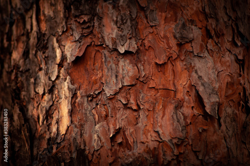 pine bark
