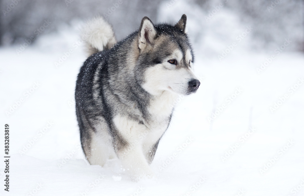 winter dog in the snow winter dog in the snow