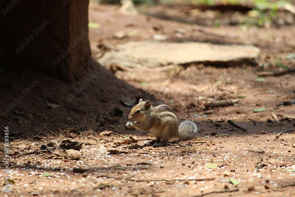 Obraz premium squirrel eating a nut