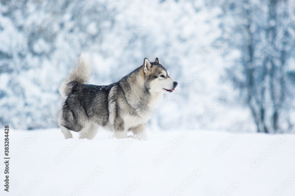 winter dog alaskan malamute in the snow