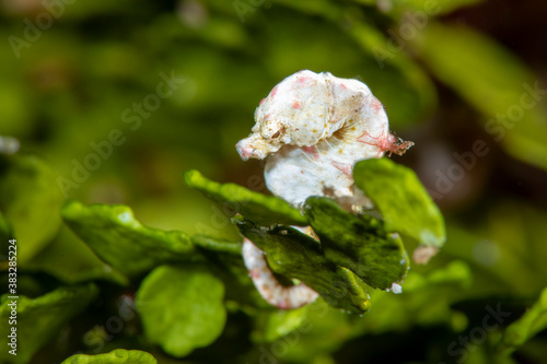 Wild Wonders of Taiwan photo