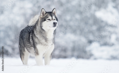 winter dog alaskan malamute in the snow