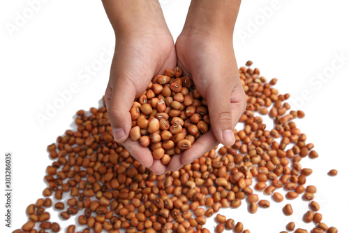 Holding beans in both hands, beans on the white background board
