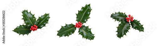 A holly sprig collection, three leaves, of green holly and red berries for Christmas decoration isolated against a white background.
