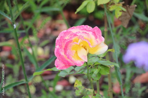 Wallpaper Mural ВДНХ pink rose Torontodigital.ca