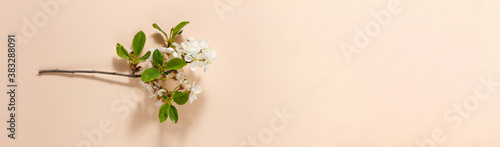 blooming cherry twig with green small leaves lies on a pastel pink background close-up, photo banner with space for your text. Spring blank template template