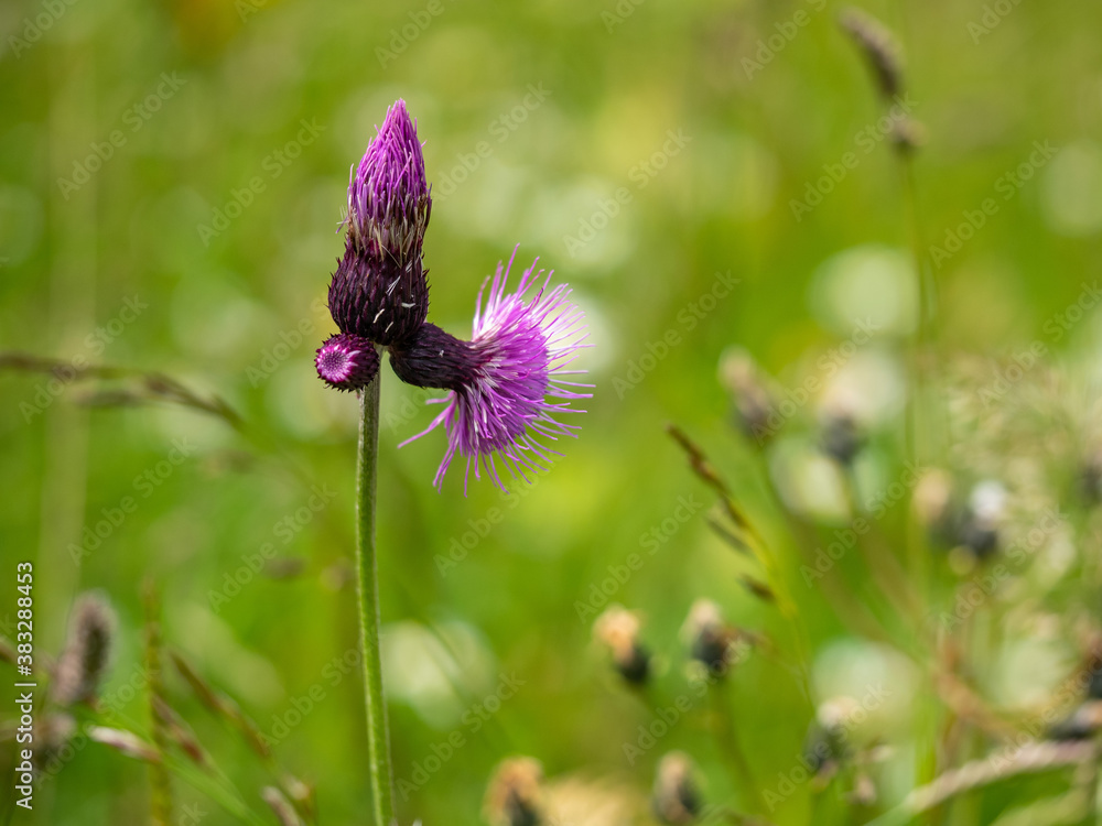 Alpenblumen, Alpenflora, Blumen Kunst Alpenblumen, Alpenflora, Blumen Kunst