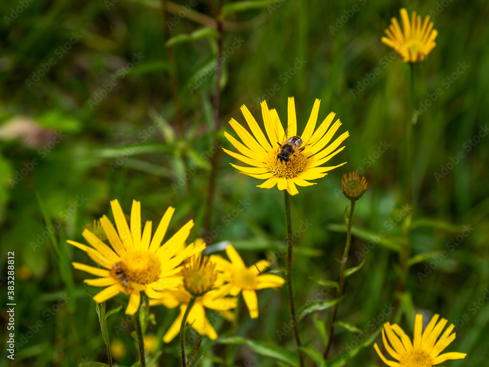 Alpenblumen, Alpenflora, Blumen Kunst Alpenblumen, Alpenflora, Blumen Kunst