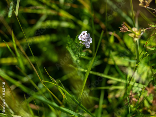 Alpenblumen, Alpenflora, Blumen Kunst