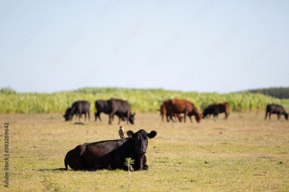 vacas y toros angus en campo