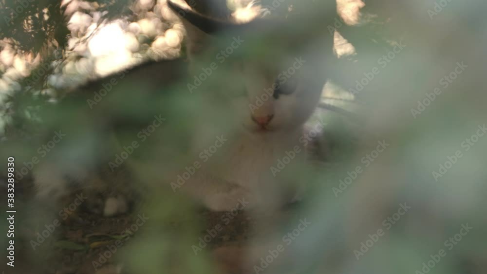 Little, frightened street kitten, slow motion shoot. Little, frightened street kitten, slow motion shoot.