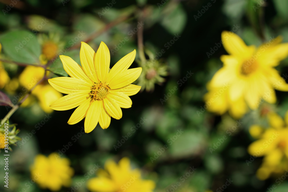 Obraz premium Gelb blühende Blume