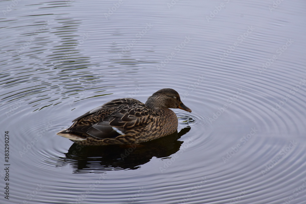 Wild duck swims on the water.