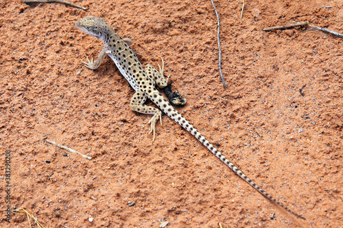 Long Nosed Leopard Lizard (male) on the red soil along the Devil's Garden Trail in Arches National Park. 