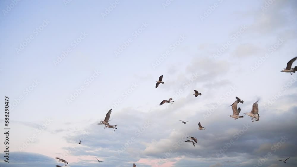 Seagulls flying in the sky above the city of Istanbul, Turkey Seagulls flying in the sky above the city of Istanbul, Turkey