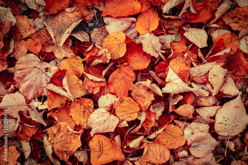 Orange Autumn Leaves Background in park or forest