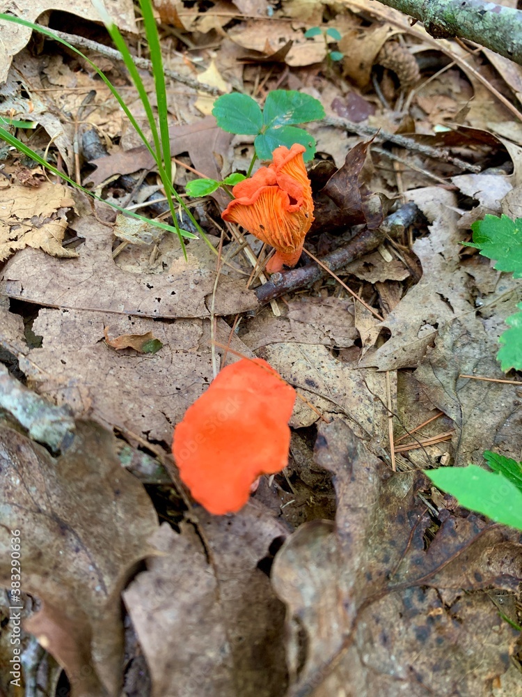 Two red cinnabar chanterelle mushrooms on a bed of leaves on the forest floor in Litchfield Connecticut. Two red cinnabar chanterelle mushrooms on a bed of leaves on the forest floor in Litchfield Connecticut.