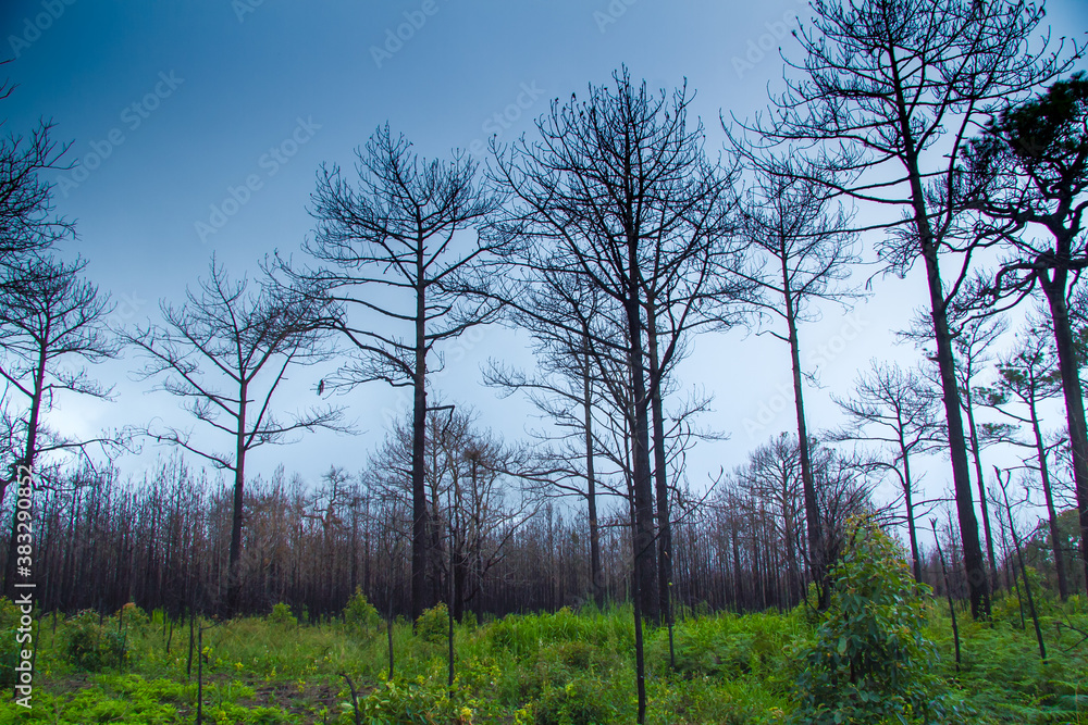 Obraz premium trees in the morning