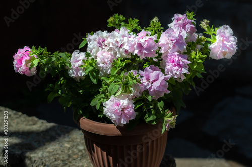 Light pink terry petunia flowers in red brown pot. Pretty beautiful decorative flower with green leaves in light of sun. Summer. Dark shadow background