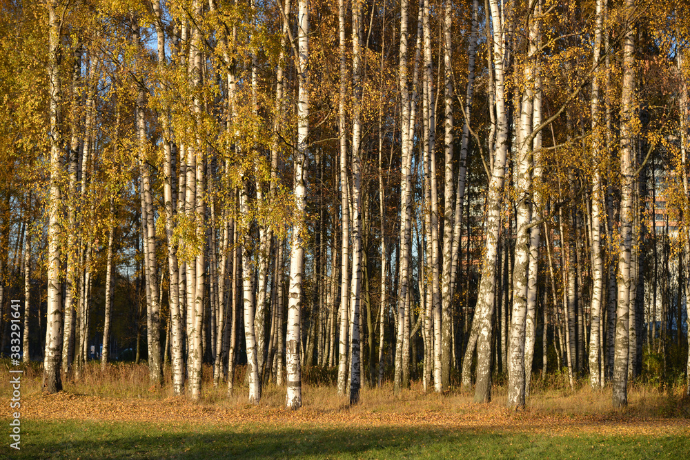 Birches in autumn park