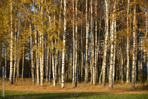 Birches in autumn park © Vlad Ivantcov
