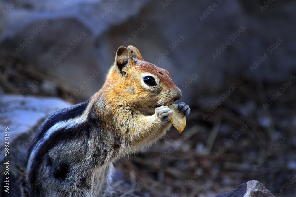 Close up of a western chipmunk eating chips at mammoth lakes, USA Stock  Photo | Adobe Stock