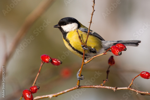 Great tit, parus major, sitting on rosehip in autumn nature. Colorful bird looking around from bush with red berries in fall. Small yellow feathered animal resting on tiny twig. photo