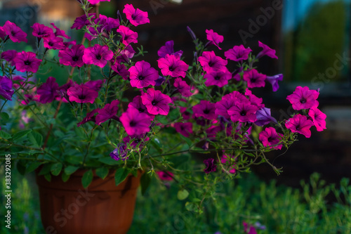 Red brown hanging pot with bright pink purple petunia. Beautiful decorative flower with green leaves in light of sun. Summer garden