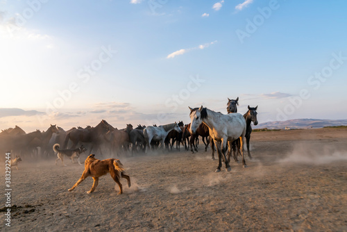 Wild horses run in foggy at sunset. Between Cappadocia and Kayseri  Turkey