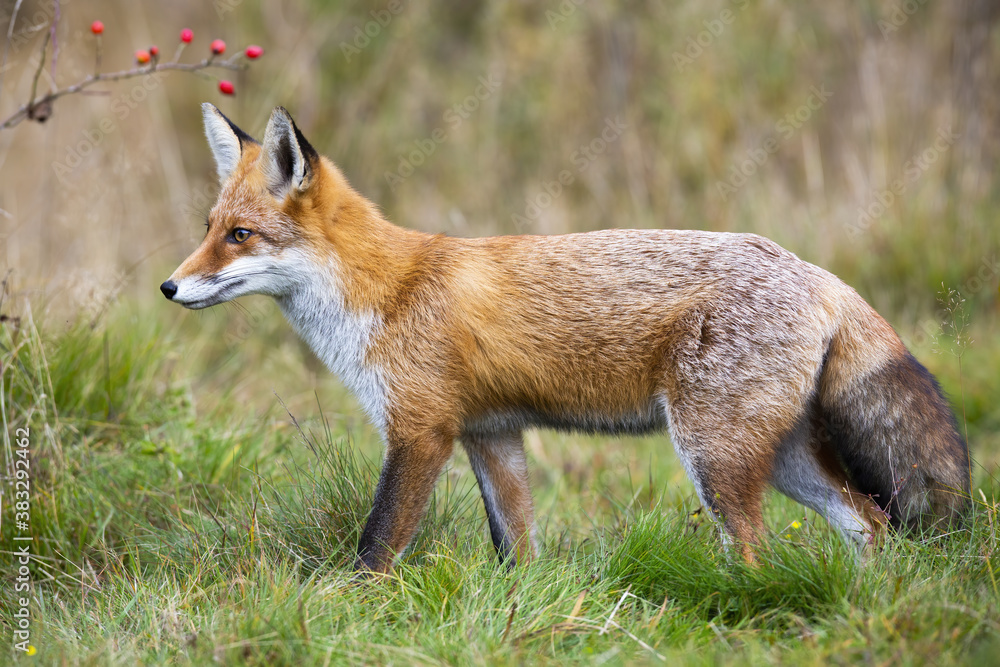 Red fox, vulpes vulpes, walking on green meadow in autumn nature. Wild predator going on fresh grassland in fall. Orange mammal moving in wilderness.