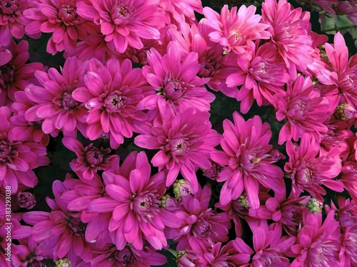 close-up  bouquet of raspberry asters