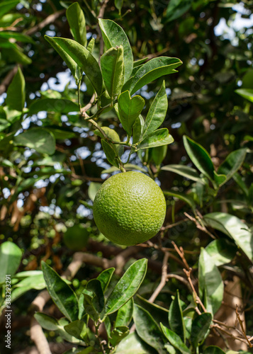 One organic green unripe lemon ripens on a tree in a garden.