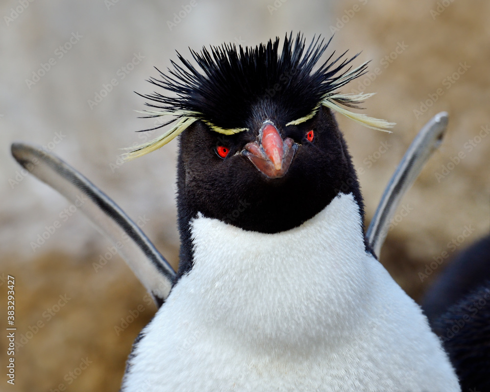 Rock Hopper Penguin" Images – Browse 54 Stock Photos, Vectors, and Video |  Adobe Stock