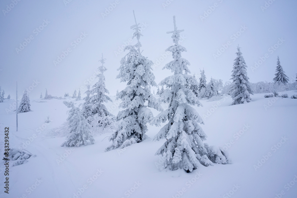 Frozen trees in deep snow. Tatra Mountains.