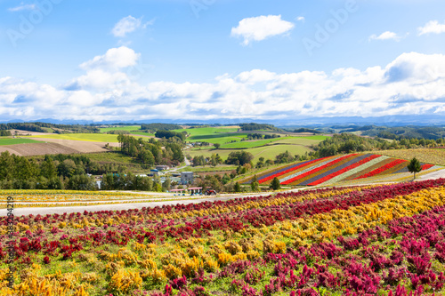 Wallpaper Mural 四季彩の丘　北海道　美瑛 Torontodigital.ca