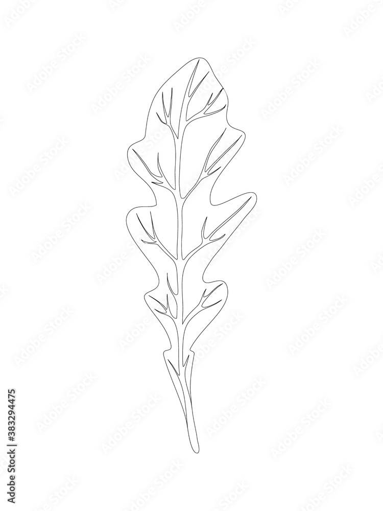 custom made wallpaper toronto digitalArugula rucola (rocket salad). Single leaf isolated on white background. Line Vector illustration. Fresh herbs. Vegetarian Ingredient. Organic food. Logo, packaging, print, market store
