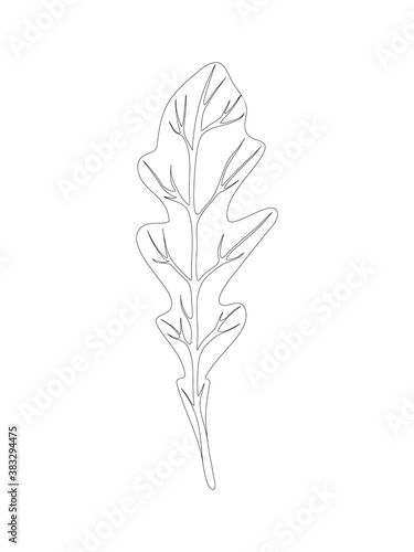 Arugula rucola (rocket salad). Single leaf isolated on white background. Line Vector illustration. Fresh herbs. Vegetarian Ingredient. Organic food. Logo, packaging, print, market store