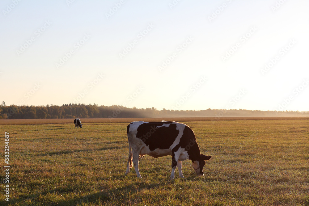 a field with cows against the background of a forest and a cloudless sky. rural landscape with mammals a field with cows against the background of a forest and a cloudless sky. rural landscape with mammals