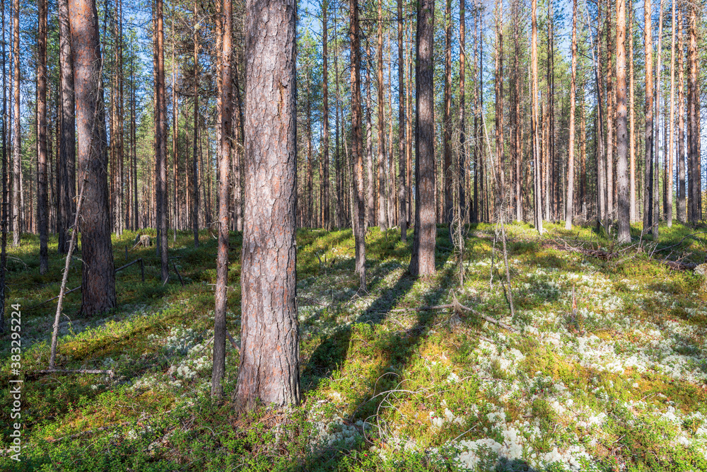 Fototapeta premium Autumn pine forest, northern Russia
