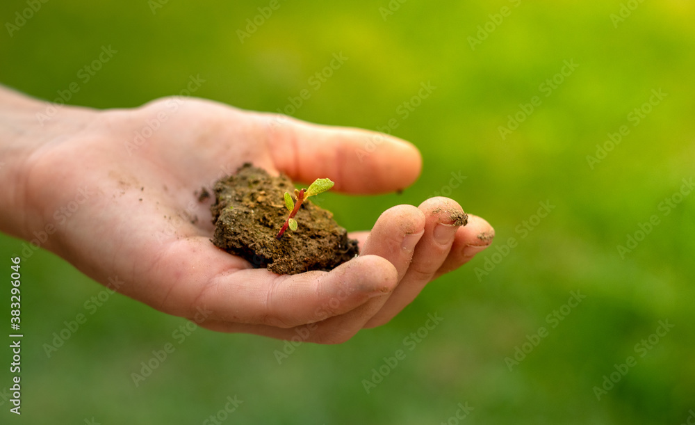 Fototapeta premium Child's hand holding soil with seedling plant in hand for agriculture or planting at bokeh green background